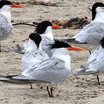 Elegant Tern